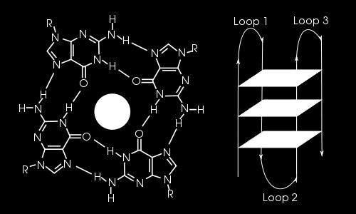 μπορούν να συνδυαστούν (με Hoogsteen H-bonding) προς