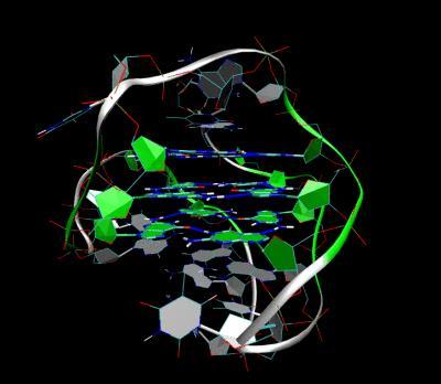 parallel quadruplexes that
