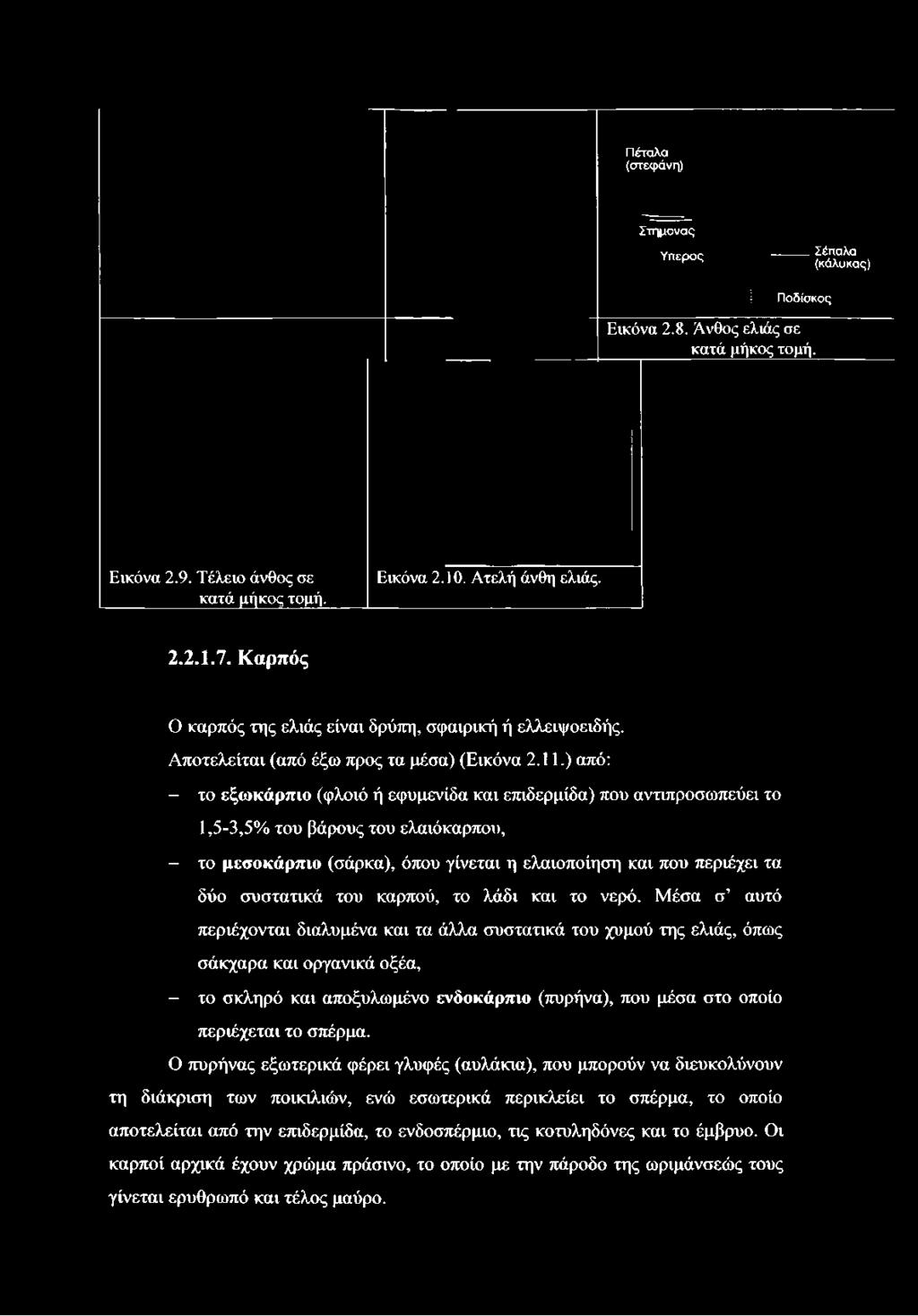 Πέταλα (στεφάνη) Στήμονας Υπερος Σέπαλα (κάλυκας) Ποδίσκος Εικόνα 2.8. Άνθος ελιάς σε κατά μήκος τομή. Εικόνα 2.9.