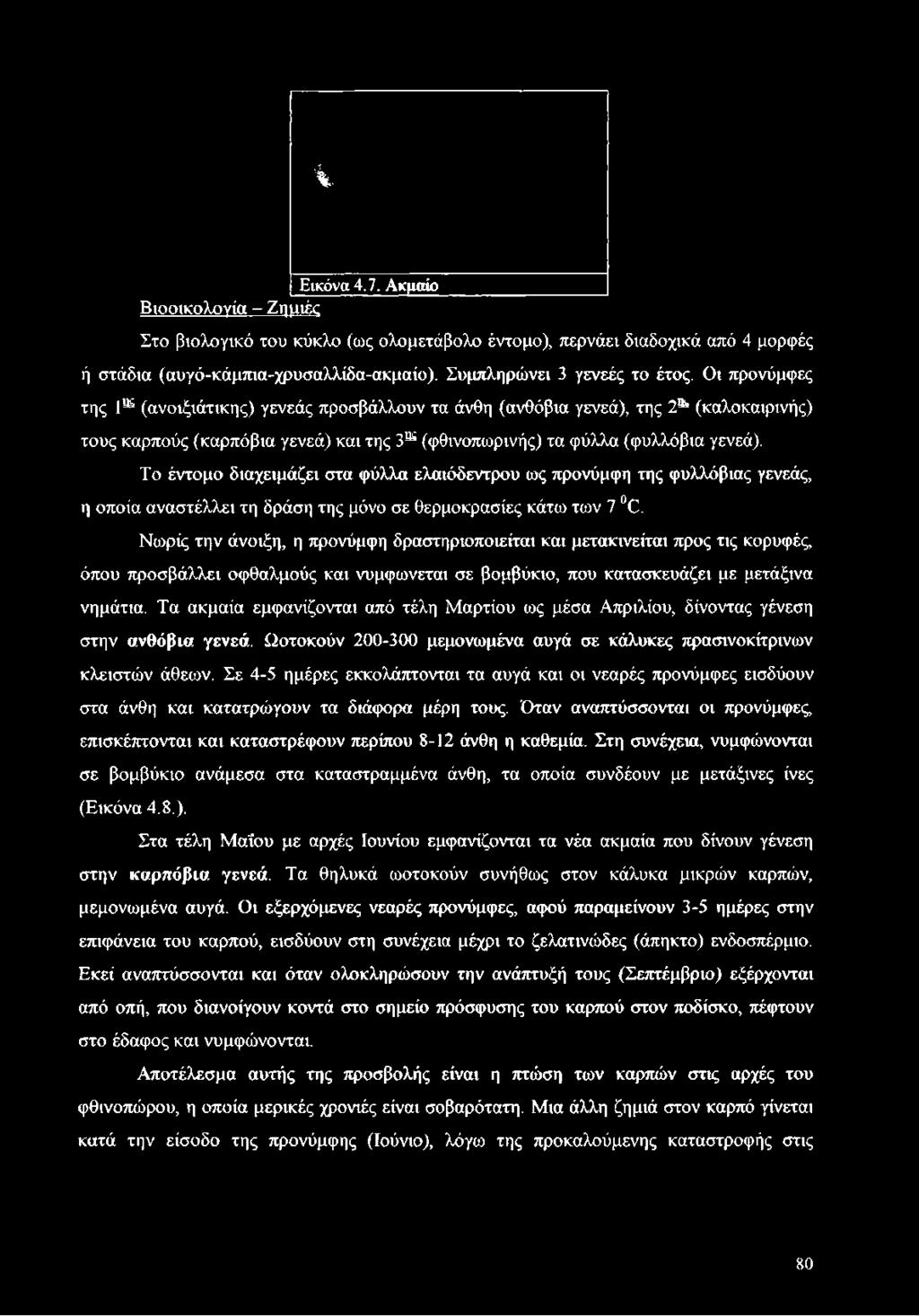 Το έντομο διαχειμάζει στα φύλλα ελαιόδεντρου ως προνύμφη της φυλλόβιας γενεάς, η οποία αναστέλλει τη δράση της μόνο σε θερμοκρασίες κάτω των 7 Ό.