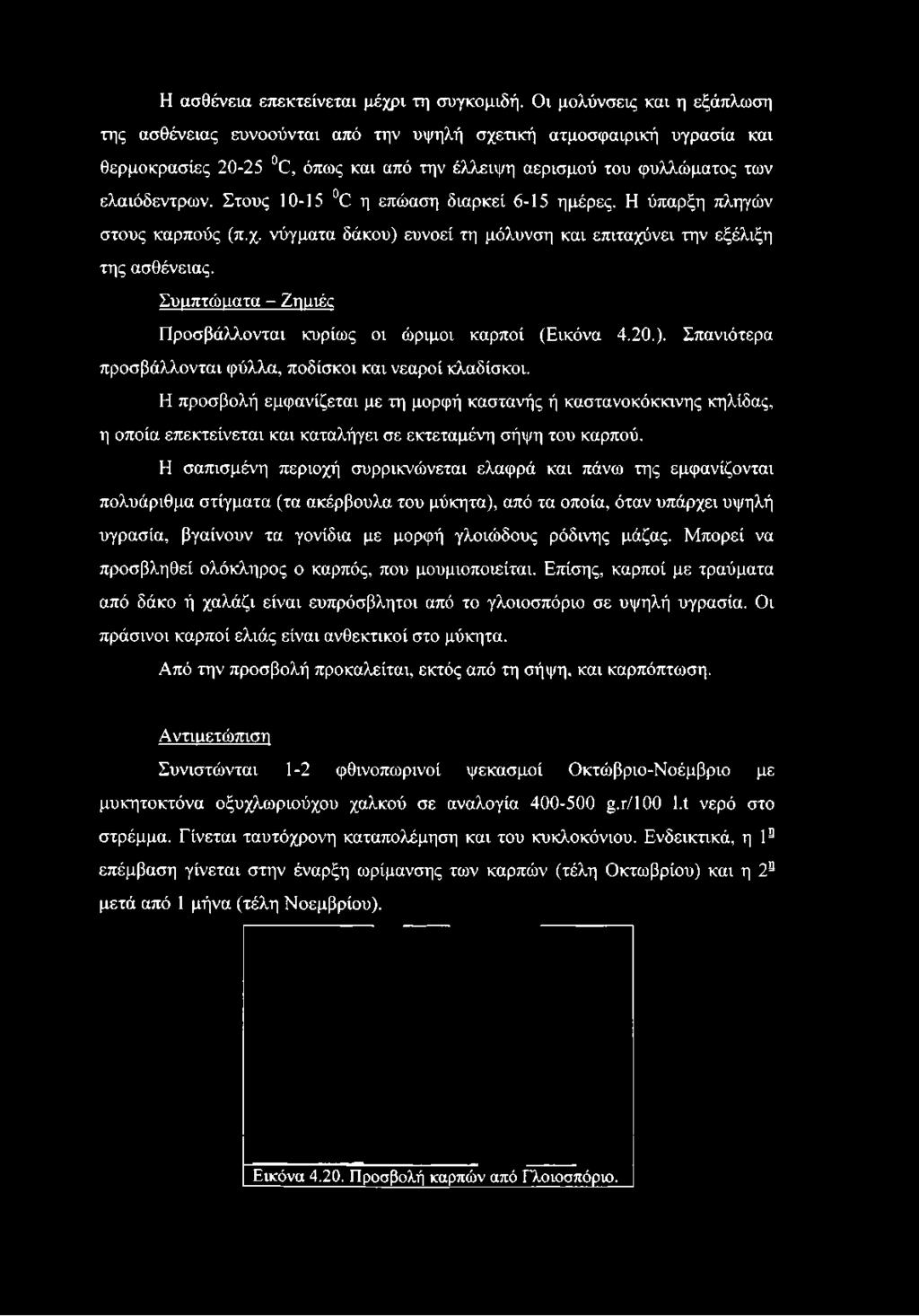 Στους 10-15 0 η επώαση διαρκεί 6-15 ημέρες. Η ύπαρξη πληγών στους καρπούς (π.χ. νύγματα δάκου) ευνοεί τη μόλυνση και επιταχύνει την εξέλιξη της ασθένειας.