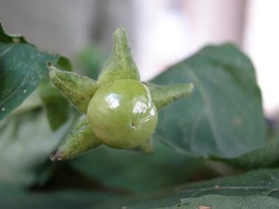 Η Atropa belladonna είναι ζνα γοθτευτικό και ταυτόχρονα φπουλο φυτό. Όλα τα μζρθ του φυτοφ είναι εξαιρετικά τοξικά, δθλθτθριϊδθ.