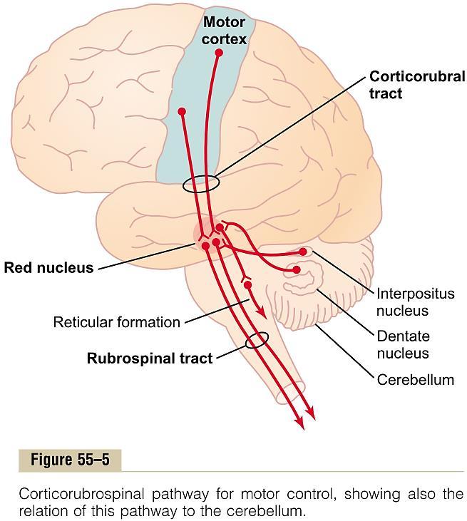 Црвено јадро во средниот мозок (мезенцефалон) Сигнали од моторниот кортекс преку кортикорубралниот и кортискоспиналниот тракт Магноцелуларен дел на јадрото Врски со малиот мозок Руброспинален