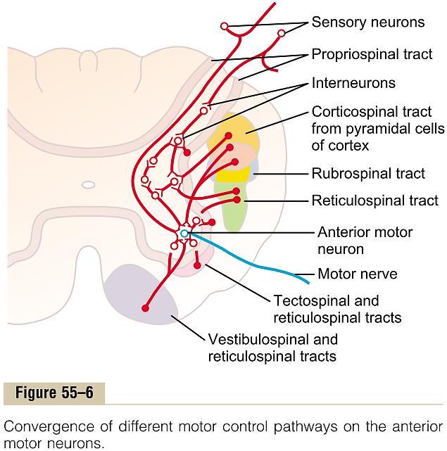 Кортикални сигнали ( командни сигнали ) Обрасци на движење предизвикани од центрите во рбетниот мозок Искористување на