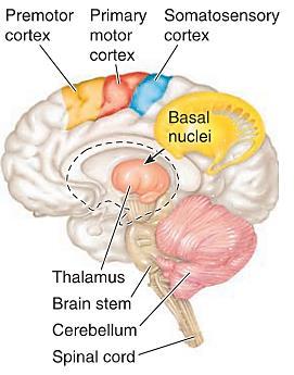 неврони во предните рогови на рбетниот мозок Моторниот кортекс во