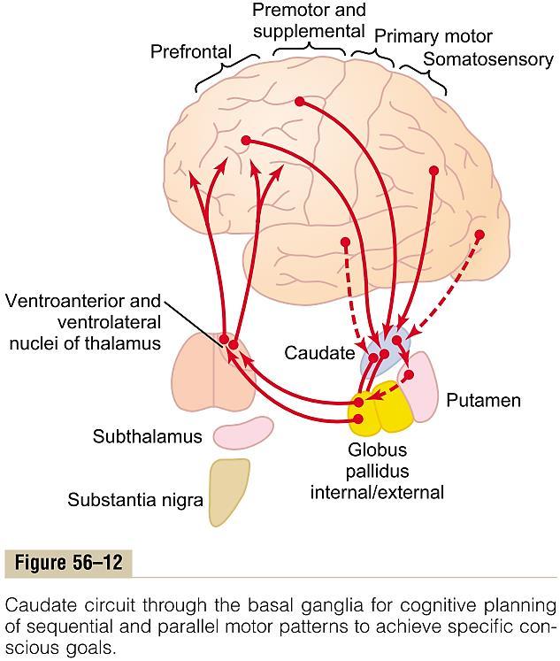 Улога на базалните ганглии во когнитивната (свесна) контрола на последователните моторни обрасци каудатен пат Активирање на моторни активности врз