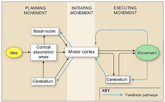 Ниво на моторниот кортекс Ставање во функција и модификација на карактеристиките на различните обрасци на моторни активности лоцирани во рбетниот мозок Ставање во функција на обрасците во