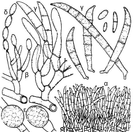 Σχηματική απεικόνιση του μύκητα Fusarium oxysporum.