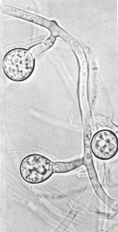 Εικόνα 4. μύκητας Fusarium oxysporum.