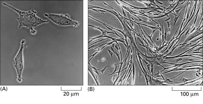 Τα κύτταρα μπορούν να καλλιεργηθούν ΠΡΩΤΕΟΜΙΚΗ (proteomics) (A) Phase-contrast μικρογραφία ινοβλαστών σε