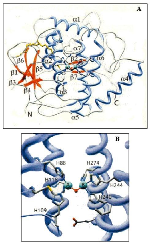 Πολυφαινολοξειδάση (α) 10 ισοένζυμα με διαφορετική εξειδίκευση. απαντάται: ως διαλυτό ένζυμο. ως μεμβρανικό ένζυμο.