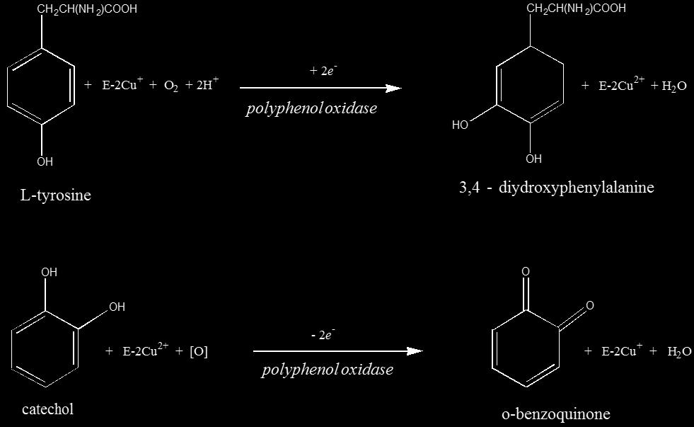 Πολυφαινολοξειδάση (β) καταλύει: υδροξυλίωση μονοφαινολών σε ο-διφαινόλες. οξείδωση ο-διφαινολών σε κινόνες.