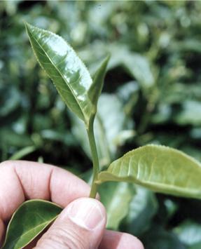 Τσάι (α) ρόφημα με την μεγαλύτερη κατανάλωση στον κόσμο. φρέσκα φύλλα φυτού: πολυφαινόλες (ταννίνες), 40% επί του ξηρού βάρους.