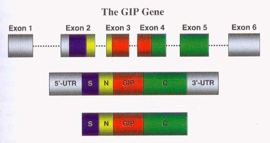Παραγωγή GIP (K-cells) 15 GIP = Glucose-dependent Insulinotropic Peptide or