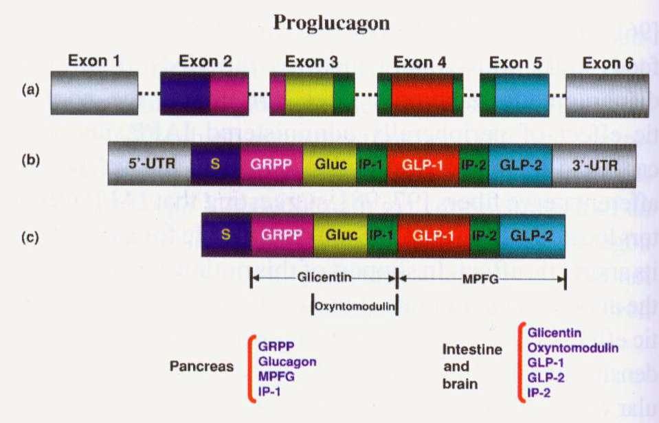 Παραγωγή Γλυκαγόνης και GLP-1 (A-cells & L-cells) 16 GLP-1 = Glucagon like peptide -1 GRPP =