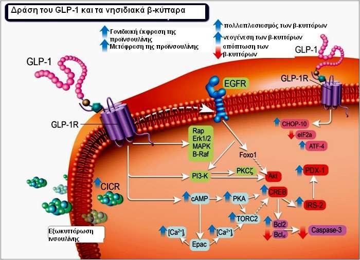 Οι δράσεις του GLP-1 προάγουν την αποκατάσταση της φυσιολογικής
