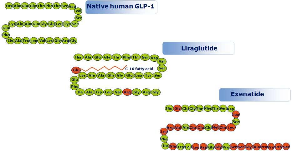 Exenatide & liraglutide: ΠΕΠΤΙΔΙΑ