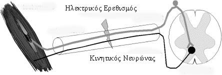 Σχήμα 3. Σχηματική παράσταση διέγερσης μυός. Σχήμα 4. Σχηματική παράσταση της μεταβολής του Μ-κύματος μετά από πρωτόκολλο κόπωσης. 1.