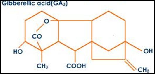 Βυνοποίηση (γ) Γιββεριλικό οξύ =