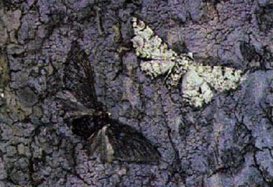 Η πεταλούδα Biston betularia Πριν τη βιομηχανική επανάσταση