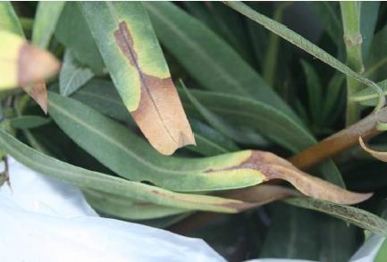 European Outbreak of Xylella