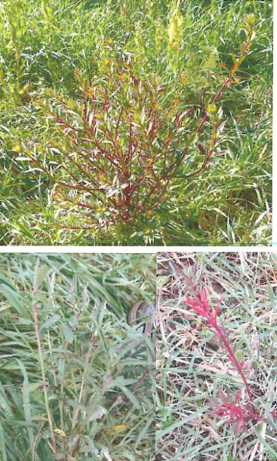 21 Ρ. Ασυμπτωματικά φυτά Euphorbia terracina στα