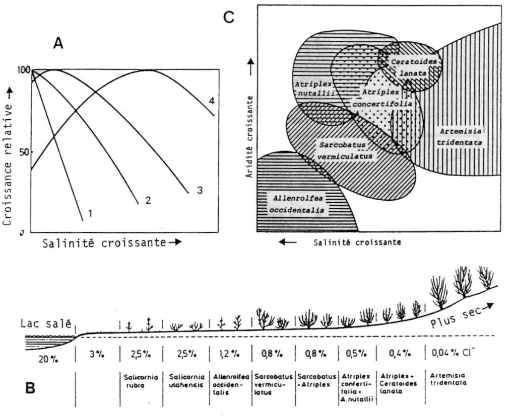 Φυτά δείκτες των αλατούχων εδαφών (Walter & Breckle 1983) Α. Σχετική ανάπτυξη ειδών σε συνάρτηση με την αυξανόμενη περιεκτικότητα του εδάφους σε αλάτι: 1. ενός αλόφοβου είδους, 2.