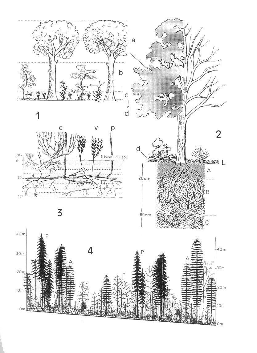 Οργάνωση μιας βιοκοινότητας 1. Παράδειγμα ενός δάσους δρυός (βελανιδιάς).