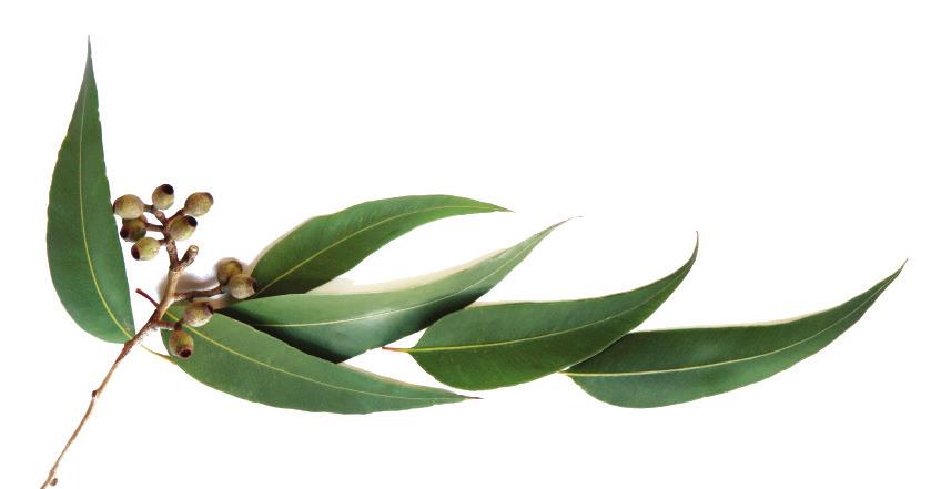 dandruff. EUCALYPTUS OIL BODY Traditionally used as skin soothing and healing, and also as deodorant and insect repellent.