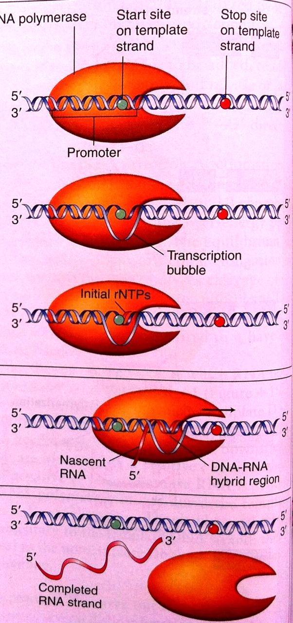 Η μεταγραφή στα προκαρυωτικά Στάδιο έναρξης μεταγραφής: 1. Το ολοένζυμο της RNAPol συνδέεται στην περιοχή του εκκινητή-κλειστό σύμπλοκο 2.