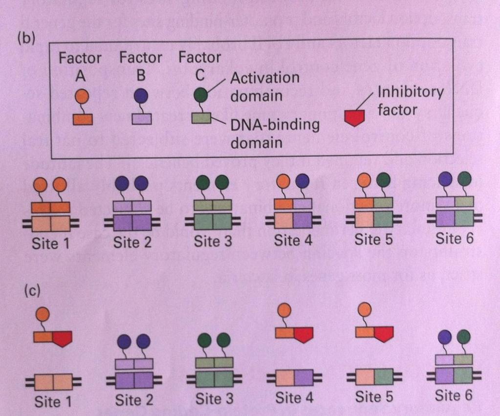Ενεργοποιητές-Ι Η δομή των ενεργοποιητών περιλαμβάνει: μια περιοχή αλληλεπίδρασης με άλλους παράγοντες - activation domain και μια περιοχή πρόσδεσης στο DNA.
