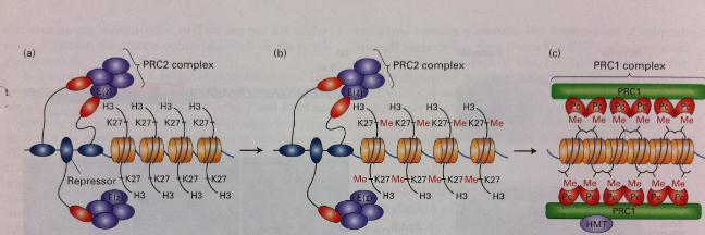 Ενα μοντέλο για ιστοειδική αδρανοποίηση γονιδίων στη Drosophila Σε ρυθμιστικές περιοχές γονιδίων που πρόκειται να αδρανοποιηθούν συνδέεται το σύμπλοκο PRC2.