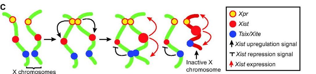 Αδρανοπόιηση του Χ χρωμοσώματος Στο Χ χρωμόσωμα υπάρχει η ρυθμιστική περιοχή Xist. Σε γειτονικές περιοχές υπάρχει το γονίδιο για την RepA και για τον παράγοντα Tsix.