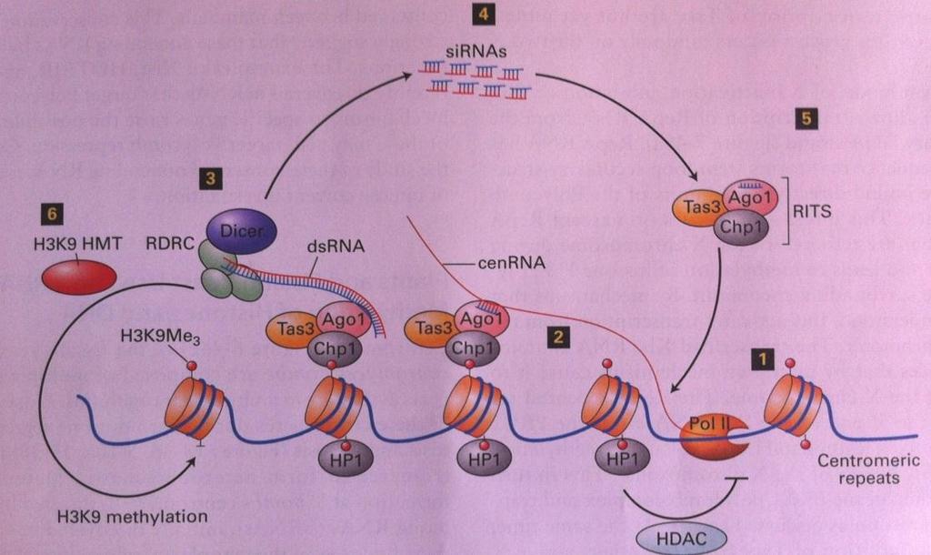 Ρύθμιση της μεταγραφής με ncrna (sirna) Mοντέλο μυκήτων (σε κεντρομέρια S.