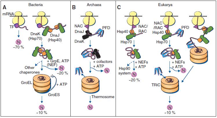 ~ 16 ~ Εικόνα Α2.1. Αναδίπλωση των πρωτεϊνών στο κυτταρόπλασμα: Το σχήμα απεικονίζει τρία μοντέλα για την διαδικασία αναδίπλωσης νεοσυντιθέμενων πρωτεϊνών με την μεσολάβηση των μοριακών συνοδών.