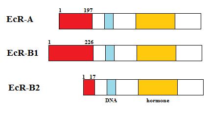 ~ 38 ~ ορμόνη προσδένεται στον υποδοχέα της, τότε το σύμπλοκο που δημιουργείται προσδένεται πιο ισχυρά στα EcREs οπότε και στρατολογεί συνενεργοποιητές για την έναρξη της γονιδιακής έκφρασης (Yao et