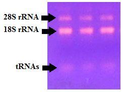 ~ 72 ~ 14. Ηλεκτροφόρηση RNA Η διαδικασία ηλεκτροφόρησης RNA (εικόνα 14.1) είναι η ίδια με αυτή του DNA (ενότητα 5) με την διαφορά ότι τα διαλύματα είναι RNase free. Εικόνα 14.1. Αντιπροσωπευτική εικόνα RNA ηλεκτροφόρησης όπου διαφαίνονται οι ζώνες που αντιστοιχούν στα 28S και 18S rrnas καθώς και στα trnas.