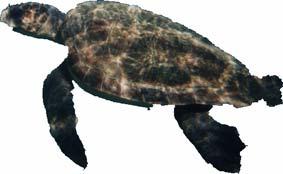 θαλάσσιων χελωνών