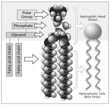 Πολική ομάδα Υδρόφιλη κεφαλή Πολική γλυκερόλη Αλυσίδες λιπαρών οξέων Υδρόφιλο τμήμα Λιπόφιλο τμήμα Σχήμα φωσφολιπιδίου Υδρόφοβη ουρά Μη πολική Σχήμα 4. Απεικόνιση τυπικού φωσφολιπιδίου.