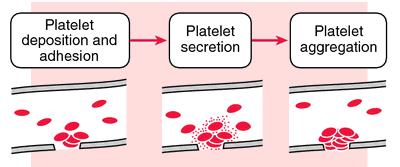 Η κυτταρική του μεμβράνη φέρει έναν αναπτυγμένο γλυκοκάλυκα, που περιέχει μόρια απαραίτητα για την κυτταρική προσκόλληση των αιμοπεταλίων.