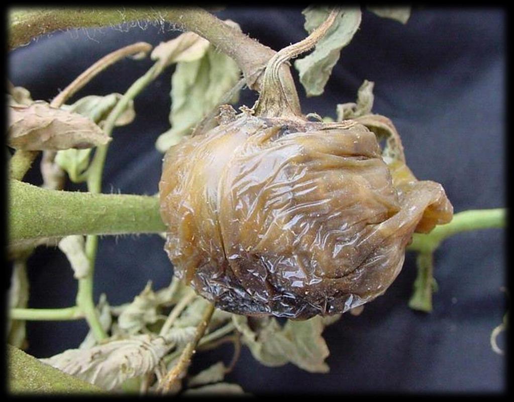 Rhizopus spp.