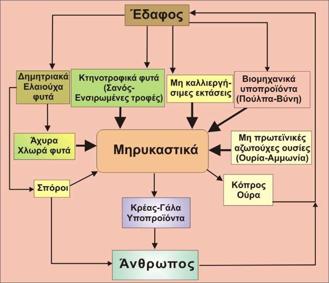 Σημασία μηρυκαστικών 3/4 Αξιοποίηση φυσικής βλάστησης και ευτελών ζωοτροφών πλούσιων σε κυτταρίνες από