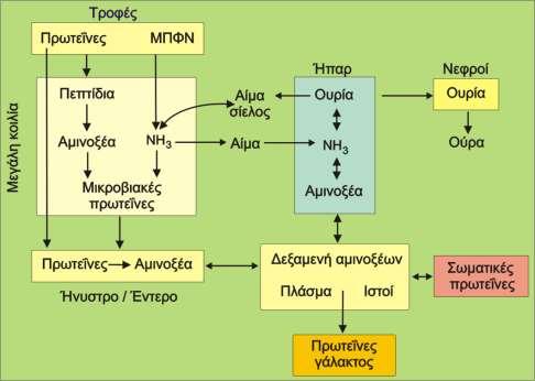 Σημασία μηρυκαστικών 2/4 Με τις ενζυμικές δράσεις των μικροβίων στη μεγάλη κοιλία, αποδίδονται από τις πρωτεϊνες των τροφών αμινοξέα και αμμωνία, καθώς και αμμωνία από τις μη