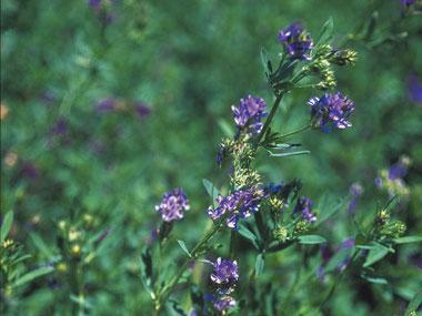 Μηδική ποικιλίας Prosementi (Medicago sativa) Για ταχεία ανάπτυξη των φυτωρίων χρειάζεται ελαφρά αζωτούχα λίπανση κατά τη σπορά. Το συνολικό κόστος εγκατάστασης εκτιμάται στα 56,13 /στρ.