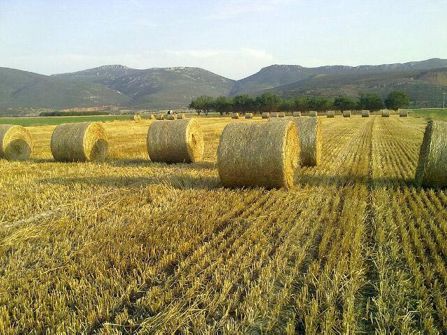 Κωπαΐδας Στρογγυλές μπάλες σανού μηδικής των 450 Kgr στην πεδιάδα Μπίνια της Ως ζωοτροφές τα ψυχανθή είναι εξίσου απαραίτητα στον οργανισμό των κτηνοτροφικών ζώων με τα σιτηρά.