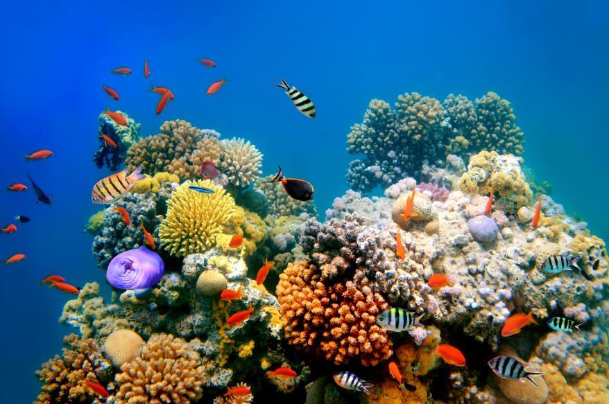 Why focusing in the marine environment..? Described land species ~ 1.