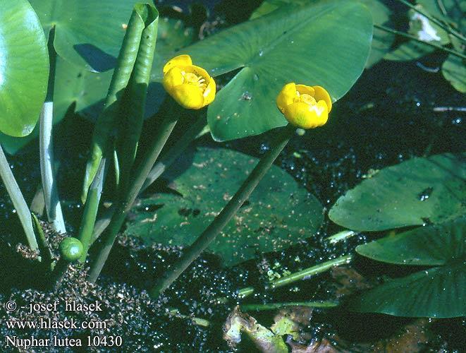 Nuphar