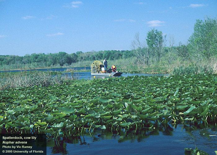 τσιμπήματα εντόμων) Nuphar luteum, Nymphaeaceae