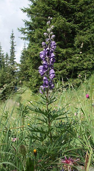 Aconitum