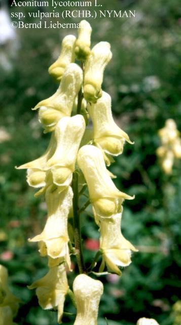 Aconitum